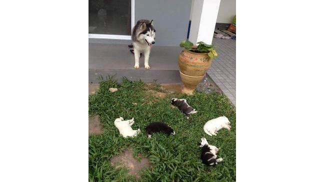 У вас тут щенки рассыпались 😄