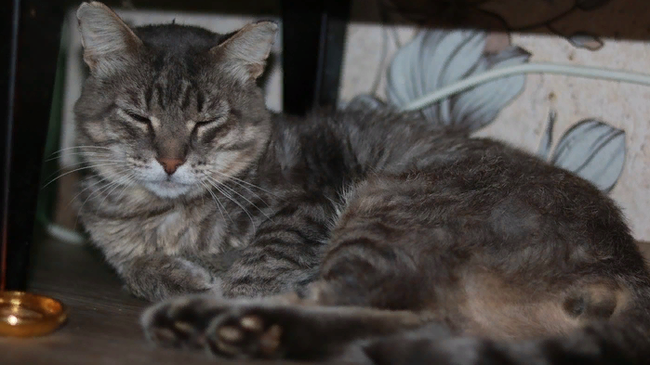 Кот, которого подростки облили кислотой в Челябинске, выжил
