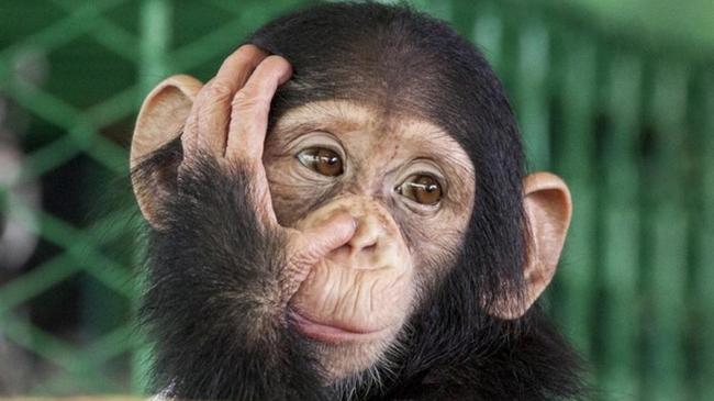 В челябинском зоопарке выбирали имя для родившейся шимпанзе