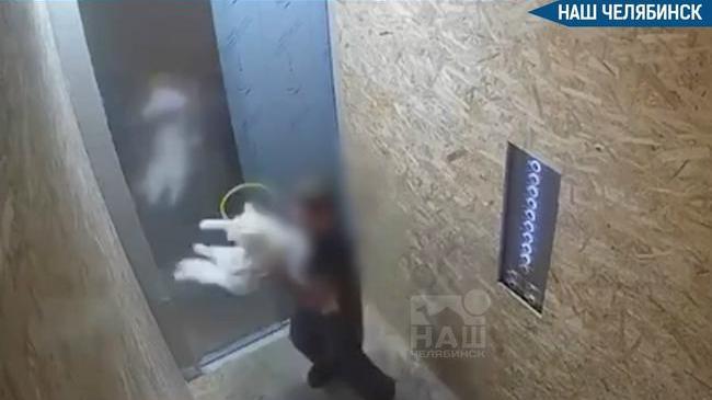 🐈 В челябинском ЖК ребенок издевался над кошкой