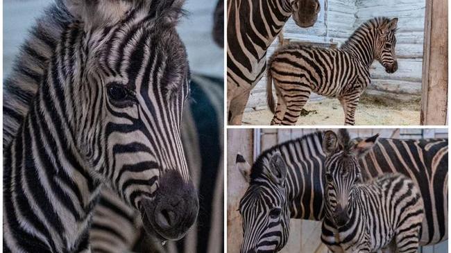 🦓 В Челябинском зоопарке у пары зебр появился детеныш 