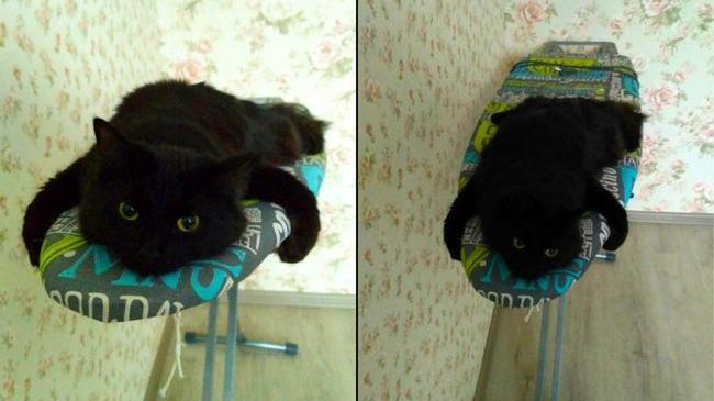 Утренний намек от котика