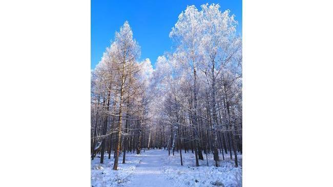 Зимняя безмятежность ❄ Каштакский бор