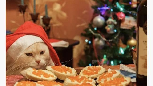 🎅 Какие у вас будут на новогоднем столе?