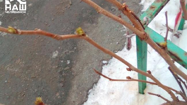 ⚡ В Челябинске в январе начали распускаться почки на деревьях ☺