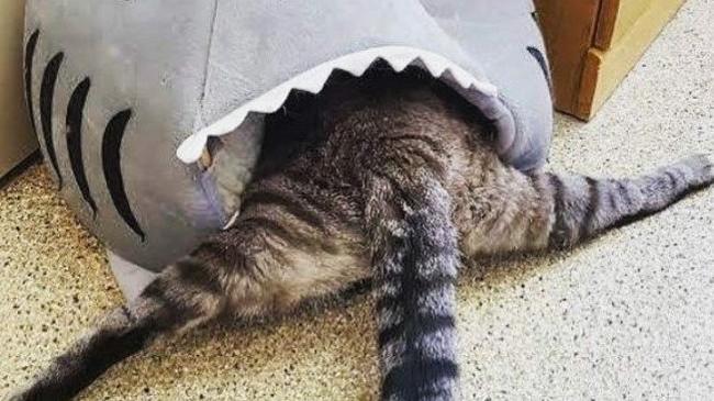 "Моя кошка нe пeрeстаёт мeня удивлять"