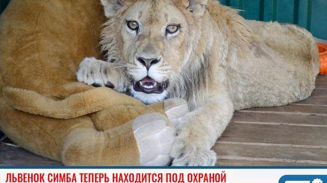 🦁 Львенок Симба теперь находится под круглосуточной охраной в Челябинске 