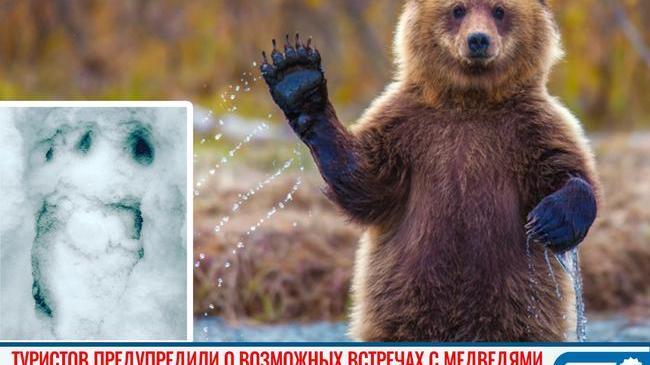 🐻 ❗Южноуральских туристов предупредили о возможных встречах с медведями 