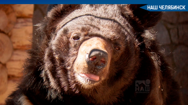 😓 Челябинский зоопарк не откроют до выздоровления еще одного отравленного медведя. 