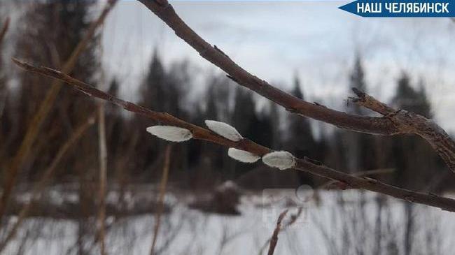 🌱 В национальном парке «Зигальга» уже зацвела верба