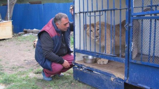 Карен Даллакян спас от усыпления львицу из частной коллекции