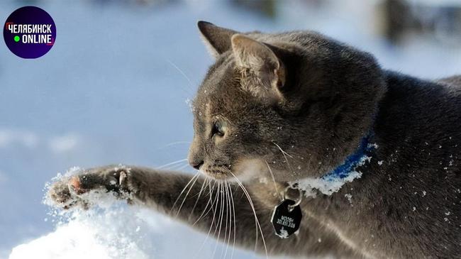 ❄ В Челябинске ожидается небольшое похолодание