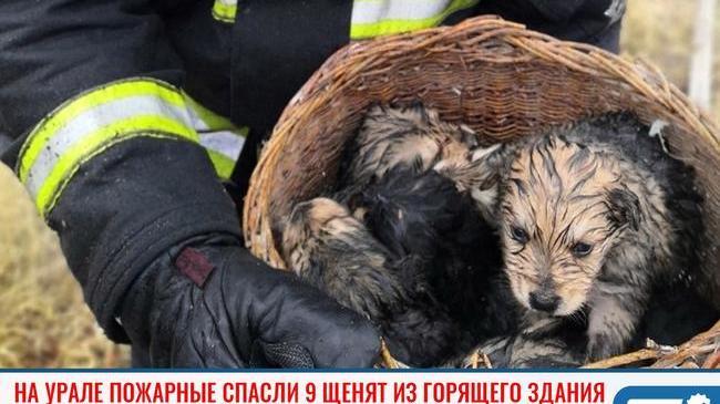 ⚡ На Урале пожарные спасли 9 щенят из горящего здания 🔥
