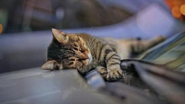 🐱 Водителей просят проверить машины перед поездкой — там может спать кот