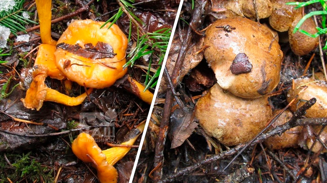 🍄 Через две недели зима, а южноуральцы продолжают находить грибы 