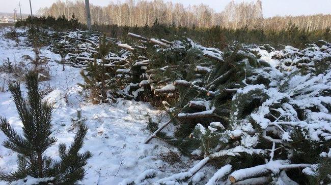Под Челябинском с ноября прошлого года лежит тысяча вырубленных сосен