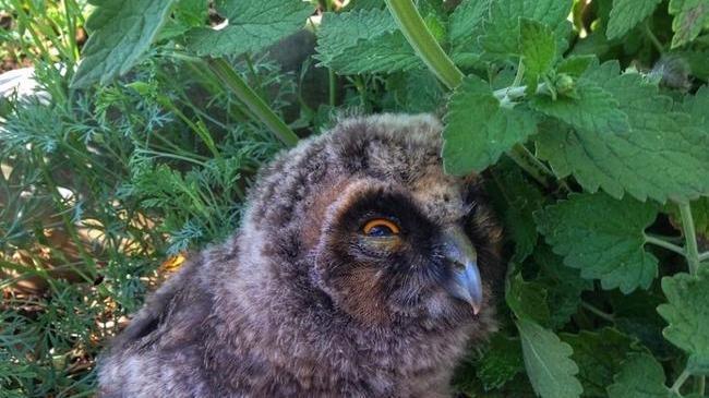 🦉 Даже совушки в Челябинске устали от жары и прячутся в кустах 🌿