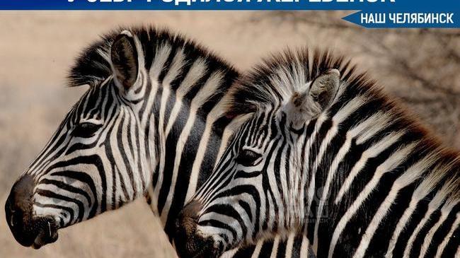 🦓 В городском зоопарке у саванных зебр Анри и Зефирки родился жеребёнок