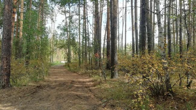 Вырубка городского леса - законно?