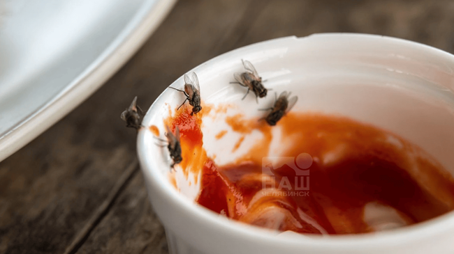 🐜 Южноуральцев будут кормить съедобными мухами?