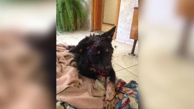 Полиция возбудила уголовное дело после смерти собаки из-за избиения гвоздодером под Чебаркулем