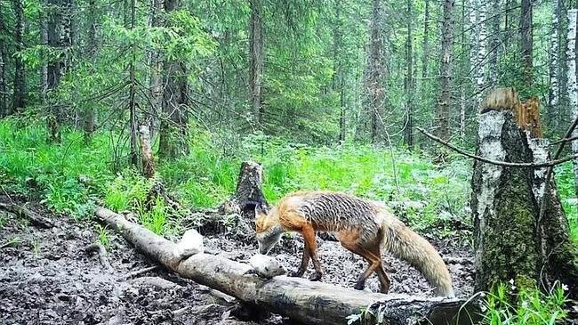 🦊Мохнатые туристы.