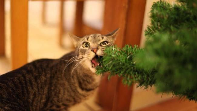 Ёлки зеленые: как выбрать новогоднее дерево, уберечь от котов и сохранить до 8 марта?