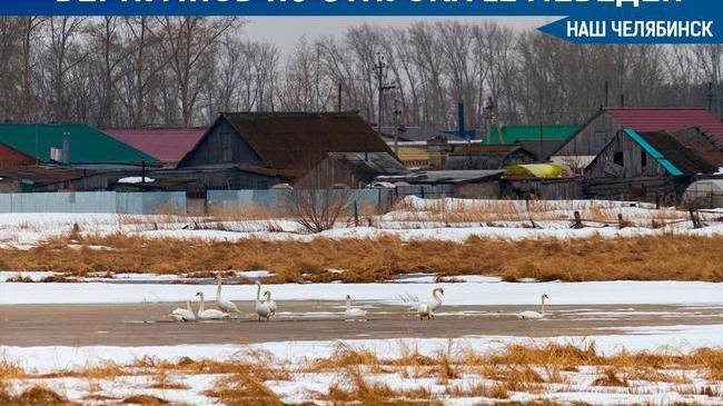 🦢 С конца марта в Челябинскую область возвращаются лебеди.