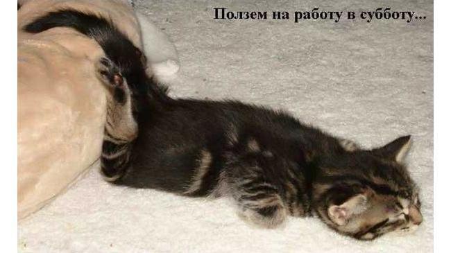 Друзья,а  кто из вас сегодня работает, а кто - нет?😎