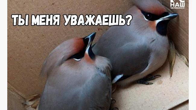 🐦 Птицы-алкоголики напугали жителей Челябинской области 