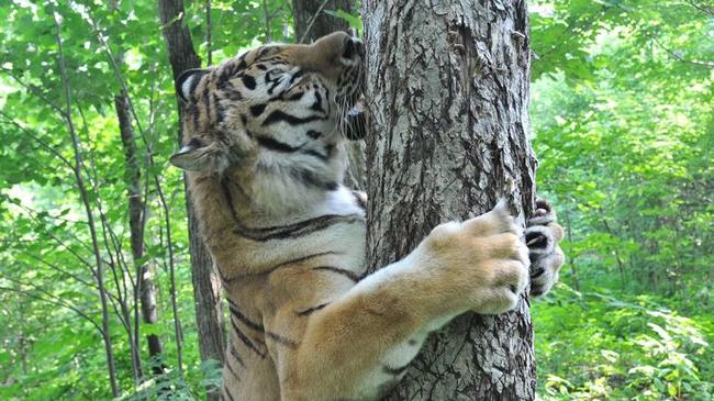 Челябинский тигр Жорик закрутил роман с дикой таёжной тигрицей