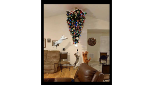 Звездочка на новогодней елке должна быть одна! 😀