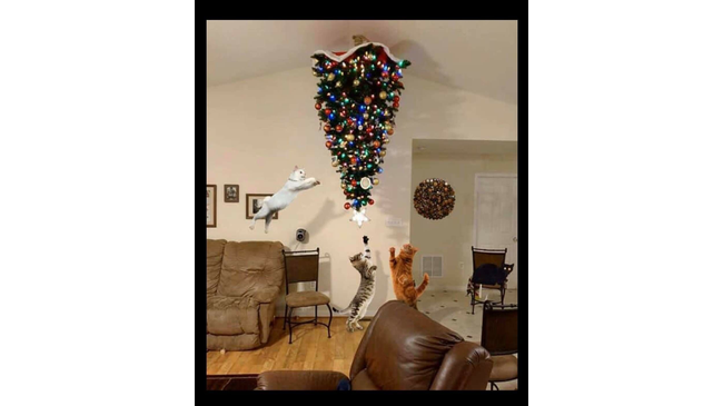 Звездочка на новогодней елке должна быть одна! 😀