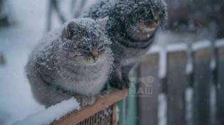 🥶 В Челябинске к концу января температура опустится до -26 градусов