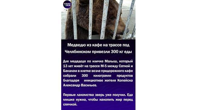 🐻Медведю из кафе на трассе под Челябинском привезли 300 кг еды