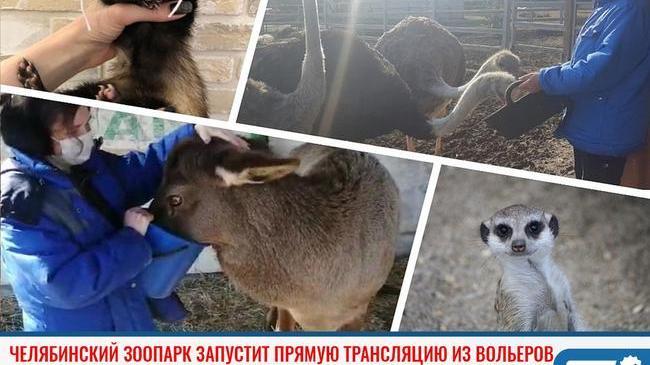 ⚡Челябинский зоопарк запустит прямую трансляцию из вольеров