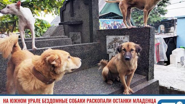 ❗ В Челябинской области бездомные собаки раскопали на кладбище останки младенца 😱
