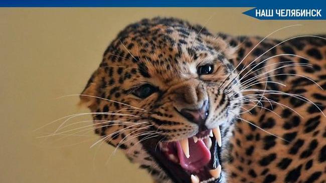 🐾 Чиновники африканского государства, куда переехали на ПМЖ самка леопарда и лев Симба, ужесточили требования к конструкции вольера. 