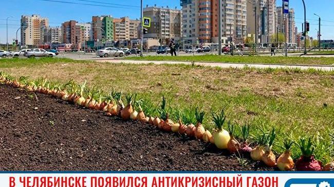 🧅 Антикризисный газон по-челябински. В Центральном районе на клумбе появились большие проросшие луковицы. 