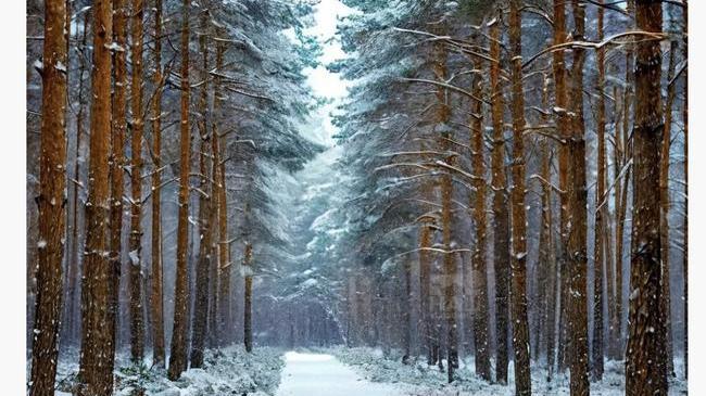 ☃️ Первая половина января в Челябинске пройдет без снега