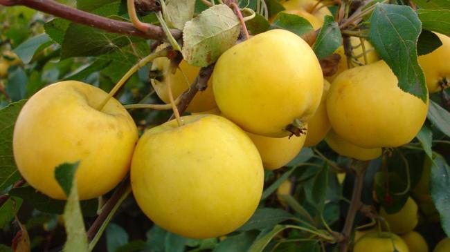 Челябинский парк зовет собирать яблоки, которые можно забрать себе
