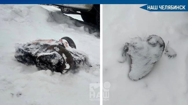 😨 В Челябинской области в одном из дворов многоэтажек нашли две отрезанные бараньи головы. Фотографиями жуткой находки поделился Чистомэн.