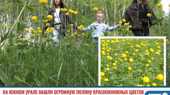 ⚡ В Челябинской области выросла огромная поляна редких краснокнижных цветов