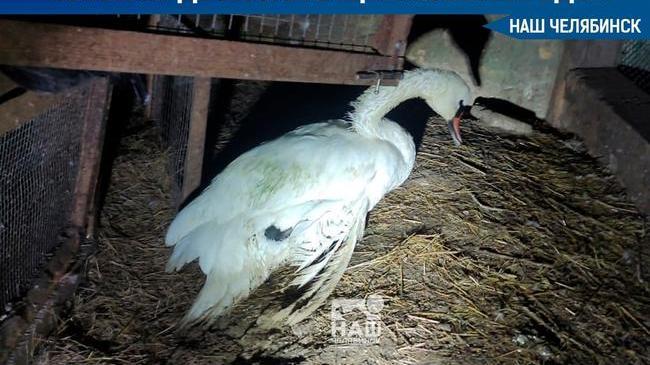 🦢В Челябинской области спасли двух истощенных лебедей. 