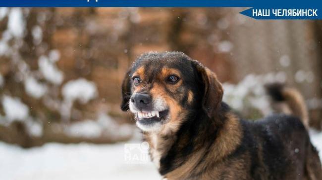 Челябинцы пожаловались на бродячих собак в парке