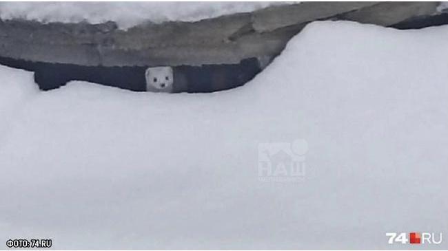 🥰 Горностай поселился в сугробах промзоны рядом с ЧТЗ