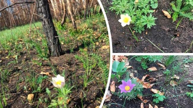 🌸 Чудо природы: южноуральцев удивили подснежники посреди лета