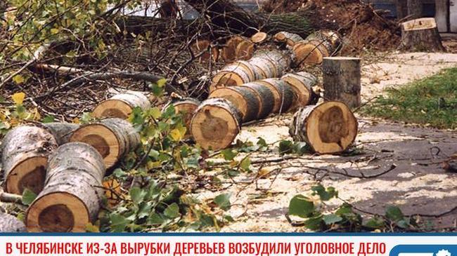 ❗ В Челябинске из-за вырубки деревьев возбудили уголовное дело 🌳 