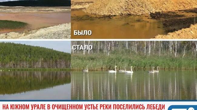 ⚡ В Челябинской области в очищенном устье «реки Ада» поселились лебеди 🦢