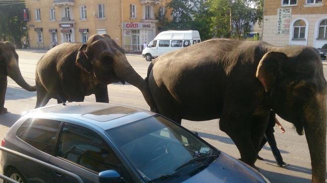 По городским улицам разгуливают слоны. Удивленные прохожие сняли видео
